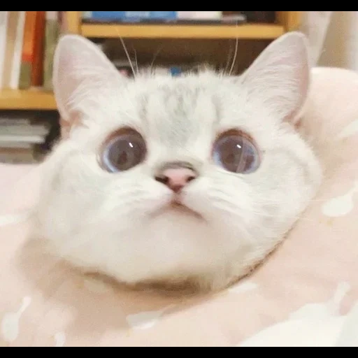 nana cat, kotikkkkk, cute cats, dear cat meme, cute cats are funny