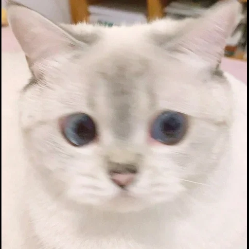 gato, modelo de gato, lindo sello, animal lindo, nana cat expressive