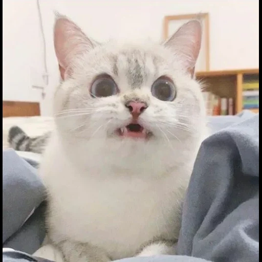 cat, cat yaroslav, dear cat meme, dramatic cat, nana cat expressive