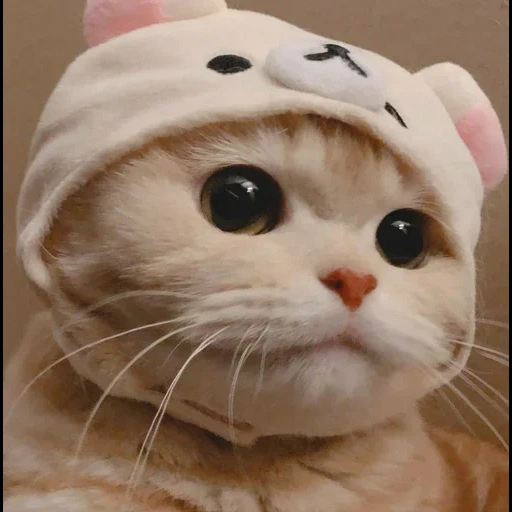 cat, cats, cat cute, cute cats, a cute cat hat