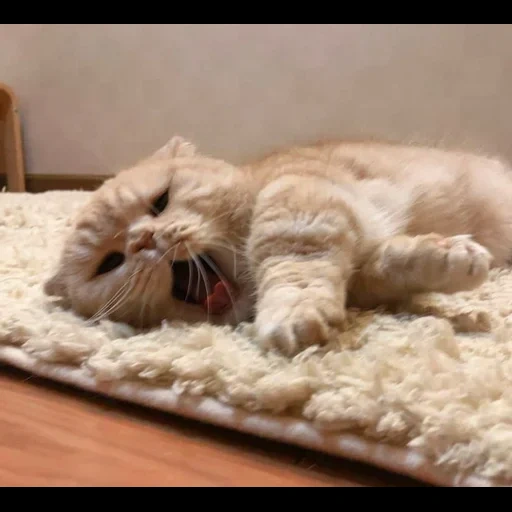 кот, кошка, кот ковре, кот пушистом ковре, очаровательные котята