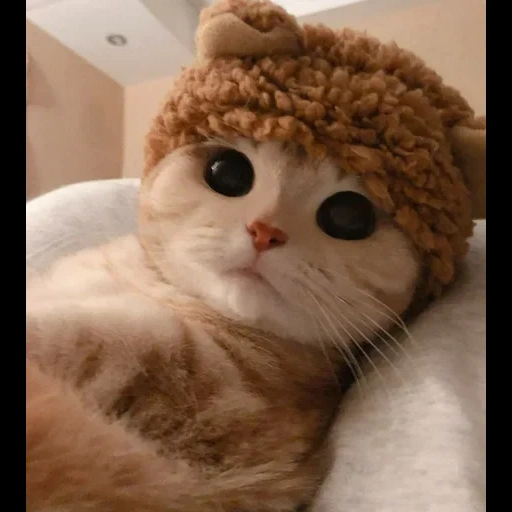 cat, cat, cute cats, mori cat milashka, cute cats are funny