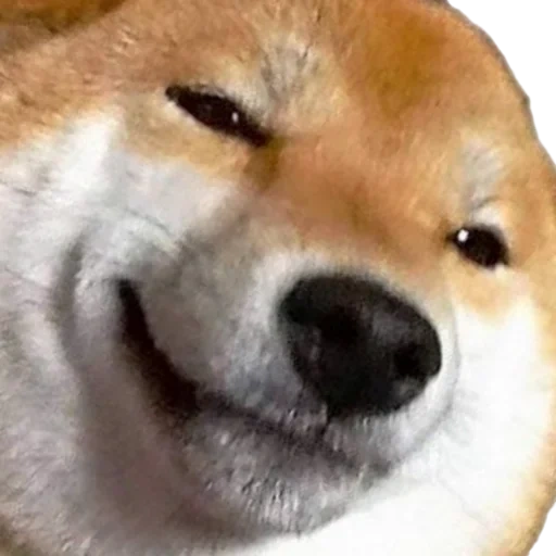 doge, шиба ину, shiba inu, gonna get this, доги улыбается