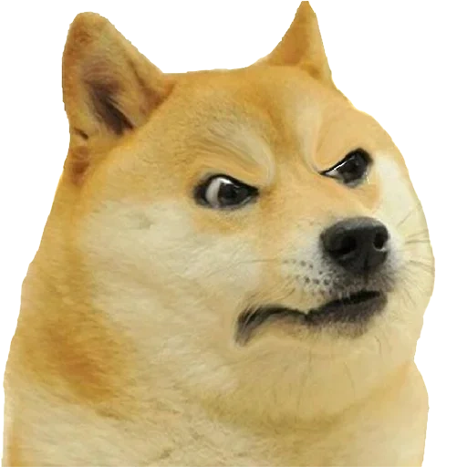 мем собака, doge собака, обычный doge, сиба-ину догги, doge собака порода