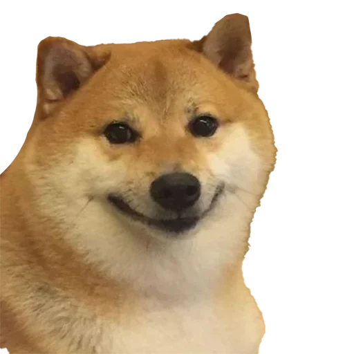 yos мем, сиба-ину, shiba inu, мем собака, shiba inu meme