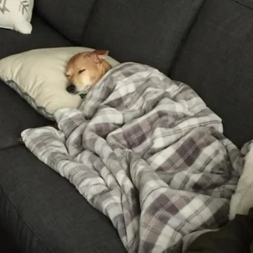 тыныч йокылар, спящая собака, смешные животные, собака под одеялом, собака спит под одеялом