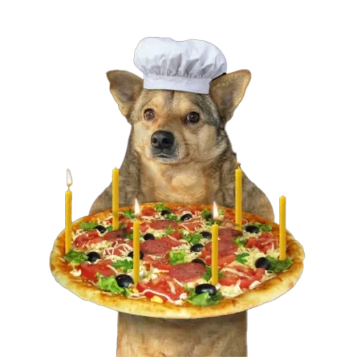 собака, кошка пиццей, собака повар, собака шляпе, иллюстрация собака