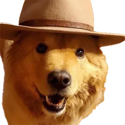 the dog, егор летов, собака шляпе, желтый пес шляпе