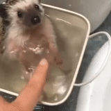 landak, red jun hedgehog, landak sedang mencuci, binatang kecil, landak berenang di bak mandi