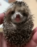 hedgehog carino, hedgehog spinoso, piccolo porcospino, hedgehog nano, hedgehog nano africano