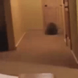 cat, funny cats, funny animals, the animals are funny, the raccoon rolls along the corridor of the gif
