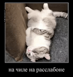 cat, cat, cats, the cat is funny, funny animals