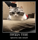 cat, cat, cat, exotic cat, memes with thick cats