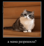 кошка, кошечка, мем котик, мемы котами, коты приколы мемы