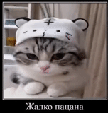 chat mignon, charmant phoque, tête de chaton, chapeau de chat mignon, les chattes mignonnes sont drôles