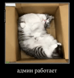 gato, gato, gato, administrador somnoliento, gato genial