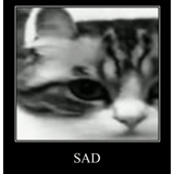 cat, cat, cats, cat, sad cat