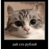 cat, kote, cute cats, the cats are funny, funny animals