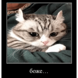 кот, мем кот, мэсти киса, mugimeshi порода, поддерживающий котик мем