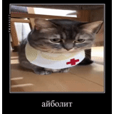 cat medic, dottore gatto, cat doctor meme, un'ambulanza di bestiame, dr cat mem