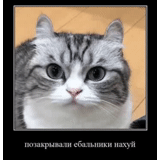 gato, gato, revoluciones kisa, memes de gatos, raza mugimesh