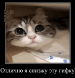 cat, cat, animals, funny cats, the animals are cute
