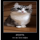 gato, gato, o gato é ahu, memes prozak, os gatos são engraçados