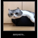 cat, kote, meme cat, the cat is funny, funny cats