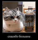 cat, animals, the cat whiskey, animal cats, animals are funny