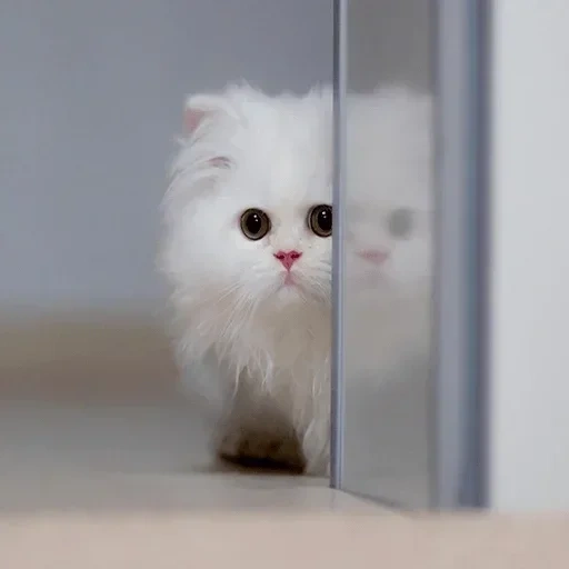 кот, белый котик, белый пушистый кот, белый пушистый котенок, котята маленькие белые