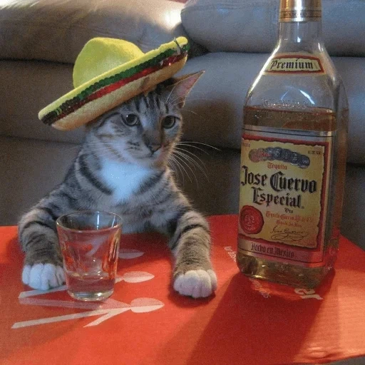 пьющий кот, пьяный кот, кот водкой, кот текилой, кот алкоголик