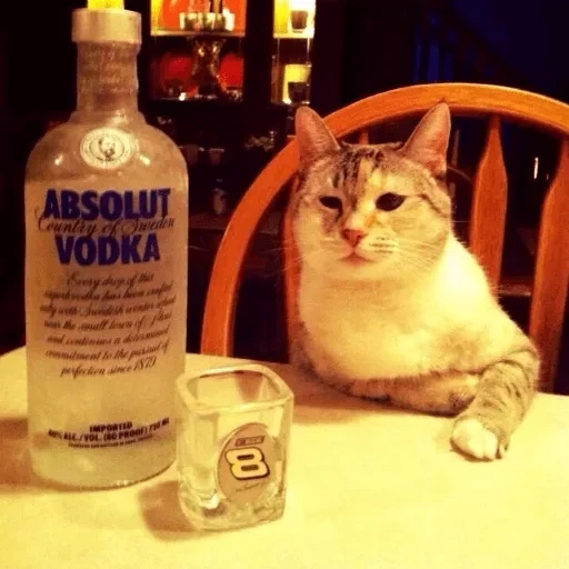 кот, cat, водка кошка, кот бармен мем, пять бутылок водки
