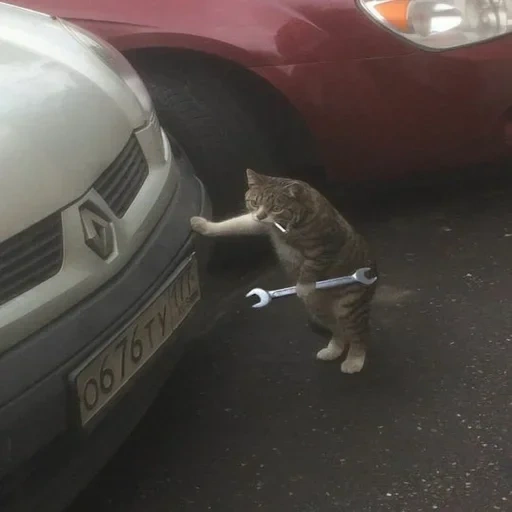 кот, коты юмор, кот ключом, кот автомеханик, кот чинит машину