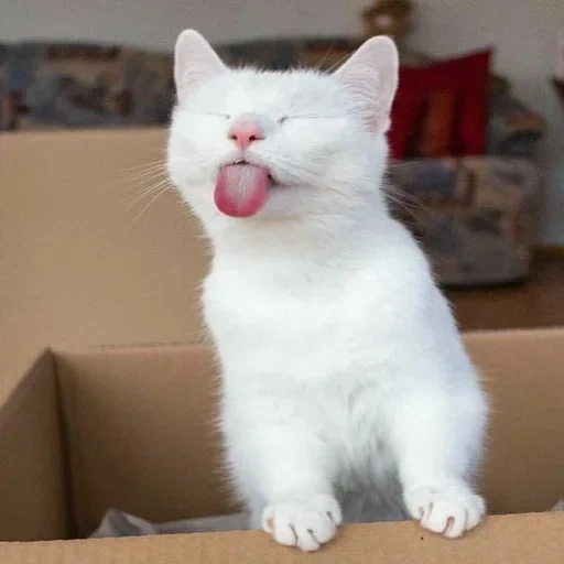 кот смешной, котик веселый, котики смешные, смешной белый кот, милые котики смешные
