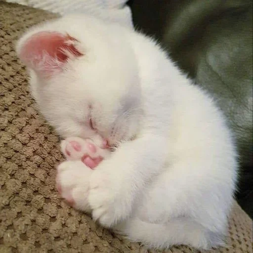 смешные коты, белый котенок, милые котики белые, спящий белый котенок, очаровательные котята