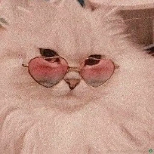 кошка, милые котики, кот розовых очках, котик розовых очках, милые котики смешные