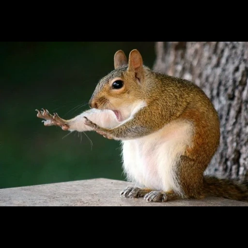 белка, айгуль, try not, squirrel, смешные белки