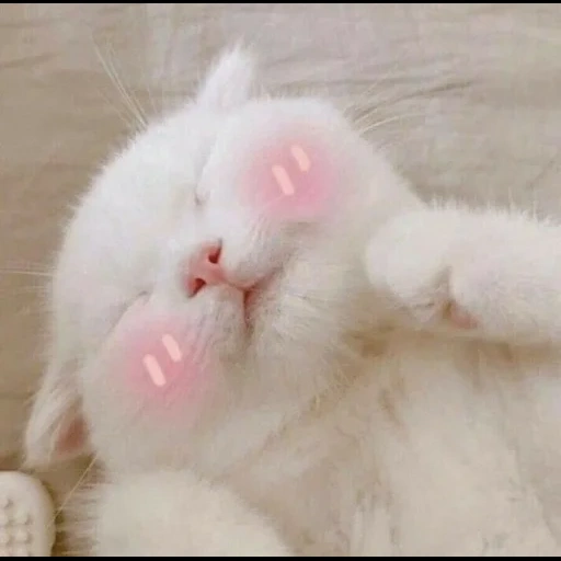 кошка, белый котик, милые котики, очаровательные котята, котик розовыми щечками
