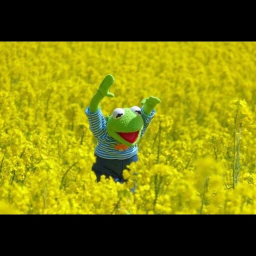 kermit, kermit, kermit rejoiced, kermit was happy, comet the frog