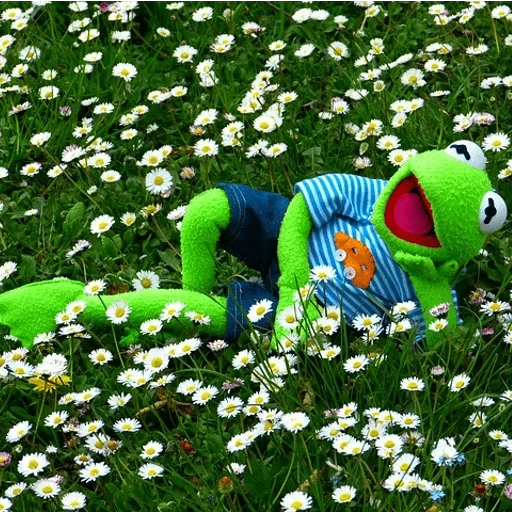 kermit, cermit lachen, kermite frog, frosch cermit, der frosch kermit gras