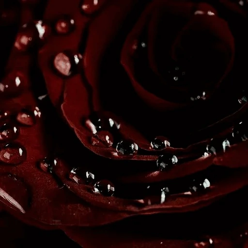 couleur rouge, roses rouges, roses écarlates sombres, téléphone de papier peint rouge, belle couleur rouge
