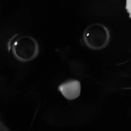 kucing, kucing, kucing, kucing, kegelapan
