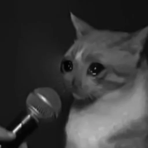 cat meme, the cat is a microphone, the cat microphone meme, popular meme by a cat, cat microphone meme is clean