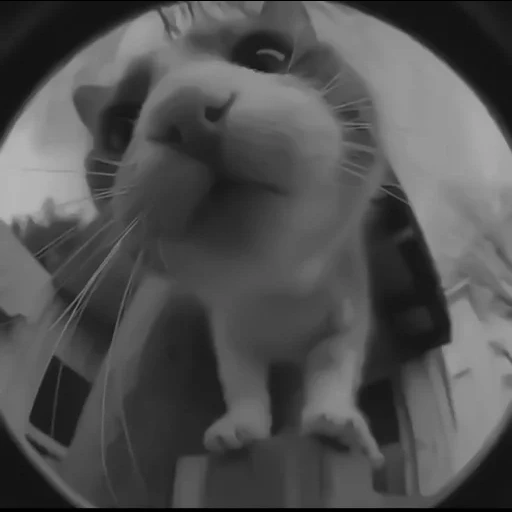 cats, poissons-chats, poissons-chats, fisheye cat, effet fisheye