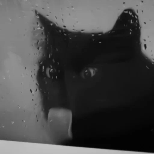 kucing, kucing hitam, kucing hitam, kucing gila, kucing hitam terjebak di lidah