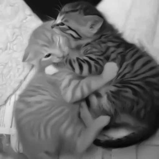 gatti carini, kitty kittens, i gatti sono divertenti, i kit sono coinvolti, i gatti carini sono divertenti