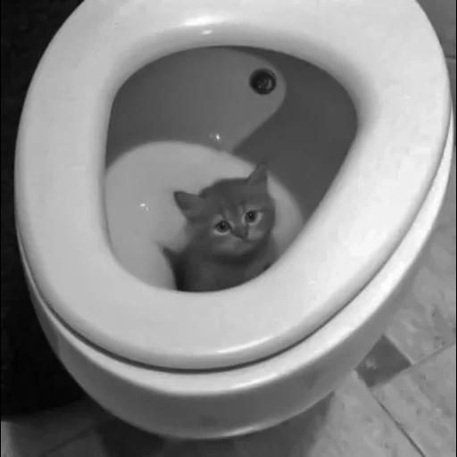 gatto, gabinetto, gatto divertente, wc igienico, funny cats 2022