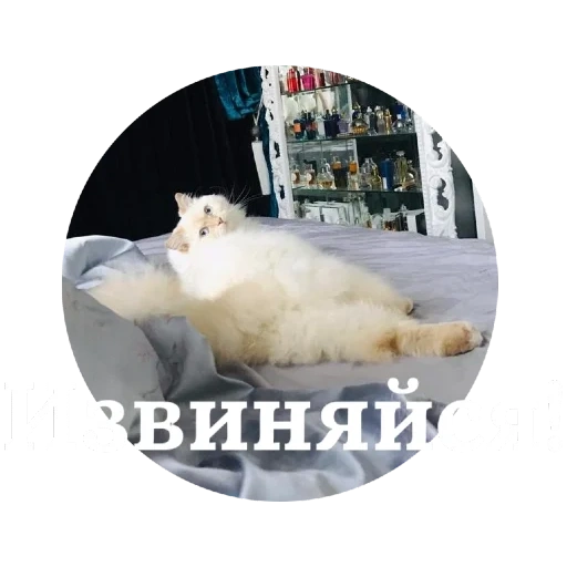 chat, chat, chat, un chat, chat sibérien