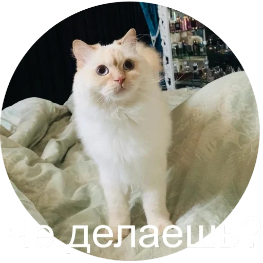 кот, кошка, кошечка, пдш кошки, белый пушистый кот