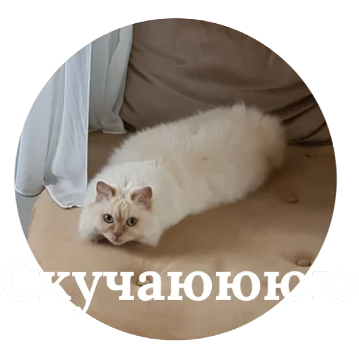 gatto, gatto, gattino, gli animali, gatto nevsky